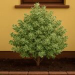 Muerdago Disciplinado. Env 4lts