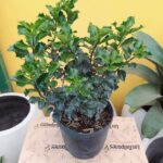 Muerdago Blue Good. Env 3lts