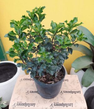 Muerdago Blue Good. Env 3lts