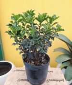 Muerdago Blue Good. Env 3lts - Imagen 2