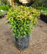 Nandina Firepower. Env 10lts - Imagen 4