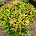 Nandina Firepower. Env 10lts