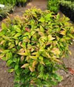 Nandina Firepower. Env 10lts