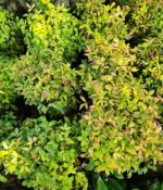 Nandina Firepower. Env 10lts - Imagen 2