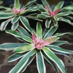 Nidularium Bicolor (Mac N°17)