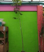 Nogal. Env 15lts - Imagen 2