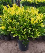 Oleo Texano Aurea Bochita. Env 10lts - Imagen 2