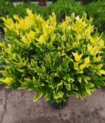 Oleo Texano Aurea Bochita. Env 10lts - Imagen 3