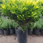 Oleo Texano Aurea Bochita. Env 10lts