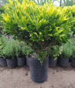 Oleo Texano Aurea Bochita. Env 10lts