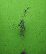 Olivo 10lts - Imagen 2