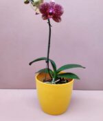 Orquidea Phalaenopsis - Imagen 4