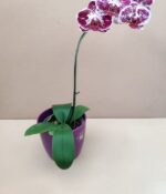 Orquidea Phalaenopsis - Imagen 3