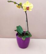 Orquidea Phalaenopsis - Imagen 2