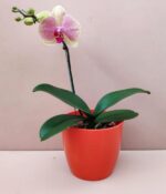 Orquidea Phalaenopsis - Imagen 7
