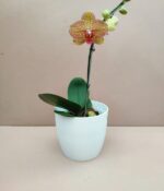Orquidea Phalaenopsis - Imagen 6