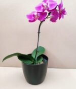 Orquidea Phalaenopsis - Imagen 5