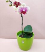 Orquidea Phalaenopsis