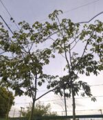 Palo borracho - Imagen 2