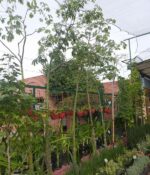 Palo borracho - Imagen 4