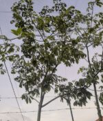 Palo borracho - Imagen 3