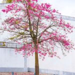 Palo borracho