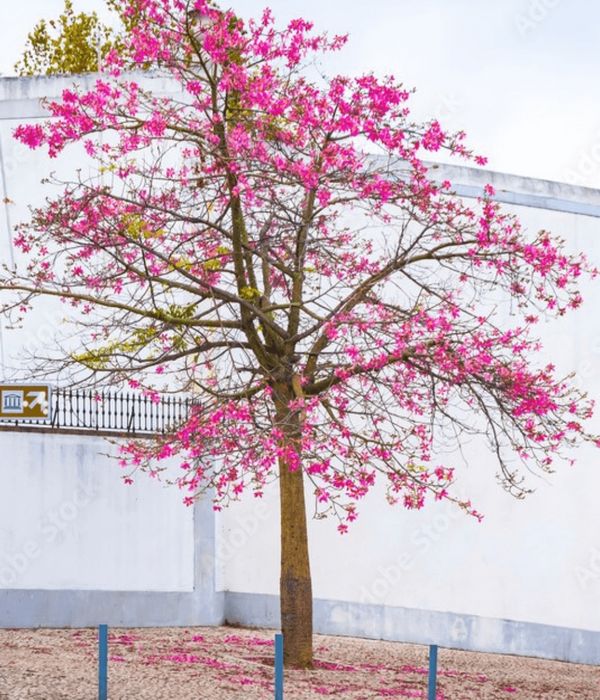 palo-borracho-vivero-los-tulipanes-nubefan Palo borracho - Imagen 1