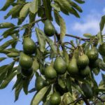 Palta Hass. Env 3lts