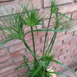 Papyro Imperial. Env 4lts