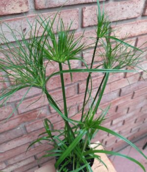 Papyro Imperial. Env 4lts