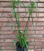 Papyro Imperial. Env 4lts - Imagen 2