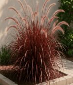 Penisetum Rubra  Env. 3lts