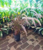 Penisetum Rubra  Env. 3lts - Imagen 2