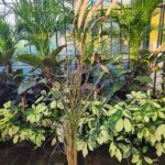 Pennisetum Rubra x5un. Env 3Lts