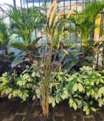 Pennisetum Rubra x5un. Env 3Lts