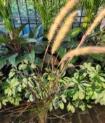 Pennisetum Rubra x5un. Env 3Lts - Imagen 2