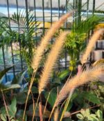 Pennisetum Rubra x5un. Env 3Lts - Imagen 3