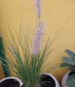 Pennisetum Rupelli (verde). Env 3lts - Imagen 2