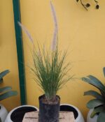 Pennisetum Rupelli (verde). Env 3lts - Imagen 3