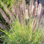 Pennisetum Rupelli (verde). Env 3lts