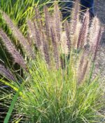 Pennisetum Rupelli (verde). Env 3lts