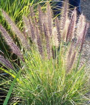 Pennisetum Rupelli (verde). Env 3lts