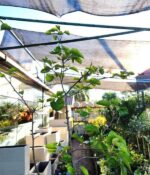 Pera De Adorno - Imagen 2