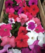 Cajon x24un Plantines de Petunias - Imagen 2