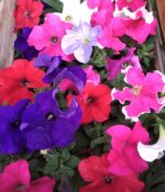 Cajon x24un Plantines de Petunias