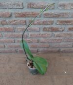 Phalaenopsis s/flor - Imagen 2