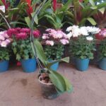 Phalaenopsis s/flor