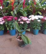 Phalaenopsis s/flor