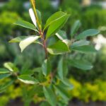 Photinia. Env 4lts