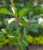 Photinia. Env 4lts